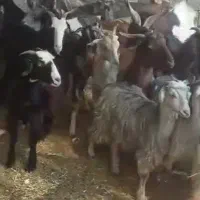 بز محلی