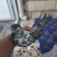 کبوتر گم شده