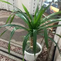 گل پاندانوس بزرگ