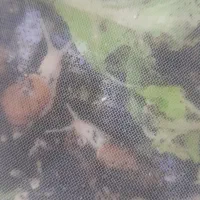 حلزون|خزنده|تهران, مهستان|دیوار