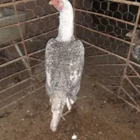 مرغ اوشامو اصیل معاوضه با دانه پارس