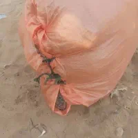 تور خباطی(بچه شیر)(قباد) دسته دوم در حد نو