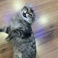 گربه|گربه|تهران, صادقیه|دیوار