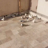 پرنده|پرنده|قم, انسجام|دیوار