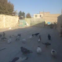 با سلام دورد به عشق با،ان