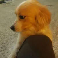 سگ عروسکی پوزه روباهی