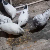 هشت عدد کفتر خوب پرشتی به علت بی‌جایی بفروش میرسد|پرنده|قرچک, صالح آباد|دیوار