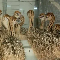 فروش جوجه شتر مرغ