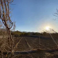 زمینه کشاورزی زیر کشت زعفران(قیمت توافقی)|فروش زمین و ملک کلنگی|نیاسر, |دیوار