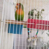طوطی برزیلی گم شده