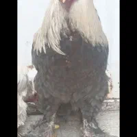 مرغ خروس برهما