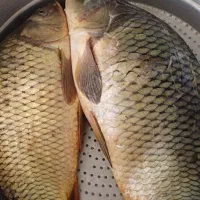 ماهی تازه قلابی