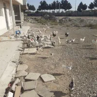 مرغ خروس جوجه گلین|حیوانات مزرعه|نسیمشهر, |دیوار