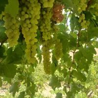 اجاره باغ انگوری بصورت توافقی درشهر اردل