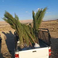 نهال|خدمات باغبانی و درختکاری|الیگودرز, |دیوار