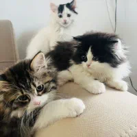 گربه|گربه|بانه, |دیوار