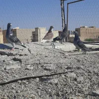 کفتر نر قلدر