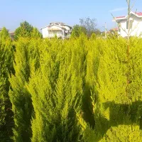 لاوسون یاس هلندی تاکسوز کاج طلایی گل و گیاه.|گل و گیاه طبیعی|چابکسر, |دیوار