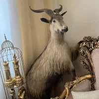 بزتاکسیدرمی