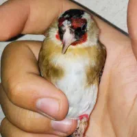 سهره لک و پیس لوپ دودی