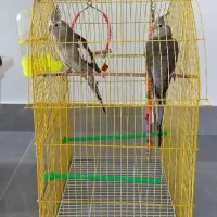 دوعدد عروس هلندی با قفس|پرنده|اهر, |دیوار