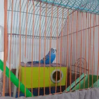 فروش مرغ عشق نر