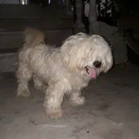 سگ پشمالو سفید