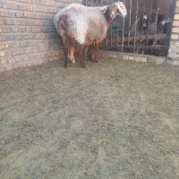 میش عربی در تربت جام|حیوانات مزرعه|تربت جام, کاریز نو سفلی|دیوار