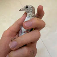 جوجه سهره نر عالی