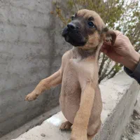 فروش توله مالینویز و بولداگ