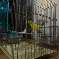 دختر ماده سوپر|پرنده|بندر انزلی, آذربایجان|دیوار