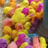 جوجه رنگی|حیوانات مزرعه|شیروان (خراسان), |دیوار