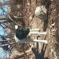 سگ گم شده|حیوانات|الشتر, |دیوار