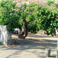 زمین باغی واق در جاغرق