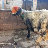 قوچ میش بز|حیوانات مزرعه|اردل, |دیوار