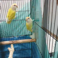 دو عدد طوطی کوتوله خیلی شیطون و خوش رنگ