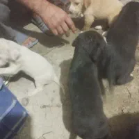 طوله سگ|سگ|رشت, حمیدیان|دیوار