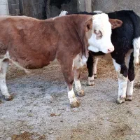 دوراس گوساله نر سیمینتال آنتیک آنتیک جنس بالا|حیوانات مزرعه|سیوان, |دیوار