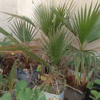 نخل بادبزنی(نخل پالم)