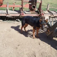 سگ ژرمن|سگ|کیار, |دیوار