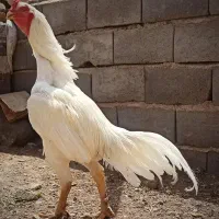 لاری افغان|حیوانات مزرعه|تهران, حکیمیه|دیوار