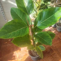 گل افروبیا اره فقط 300|گل و گیاه طبیعی|اصفهان, سرچشمه|دیوار