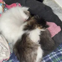 گربه مادر با ۳ تا بچه ۲ تا ماده ۱ نر|گربه|کرمان, |دیوار