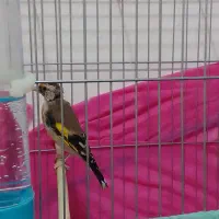 جوجه سهره نر نوک وپا سفید