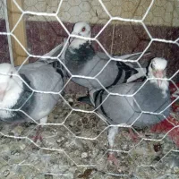 فقط جوجه فروشی