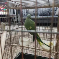 طوطی ملنگو