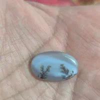 سنگ فوق العاده شجر قائن کلکسیونی تک درخت بسیارزیبا