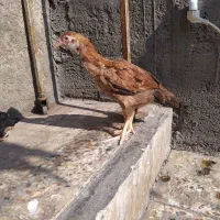 جوجه لاری ۲ ماهه|حیوانات مزرعه|شوش, |دیوار