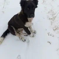 سگ قهدریجان