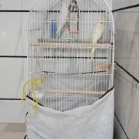 یک جفت عروس هلندی